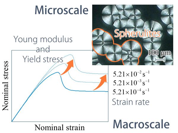 結晶性高分子材料のひずみ速度依存性に及ぼす球晶組織の影響