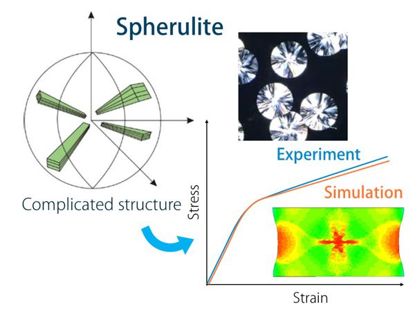 結晶性高分子材料の球晶に対する変形モデルの開発
