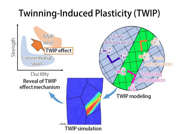 TWIP効果を再現する数理モデルの構築