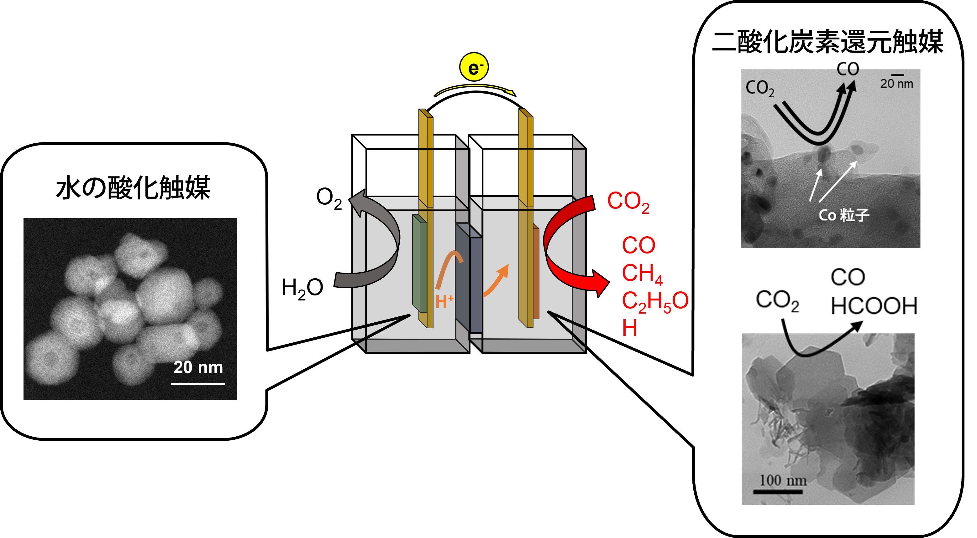 Meet Our Rising Stars