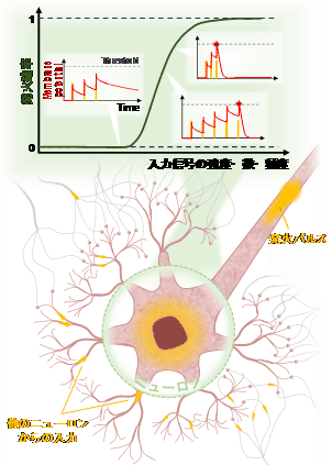 ニューロンとシナプスの動作を再現する変幻自在なスピントロニクス素子を開発