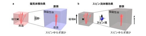 磁性体の体積はスピン流で変化する<br>―スピントロニクスを応用した精密機械の力学制御に道―