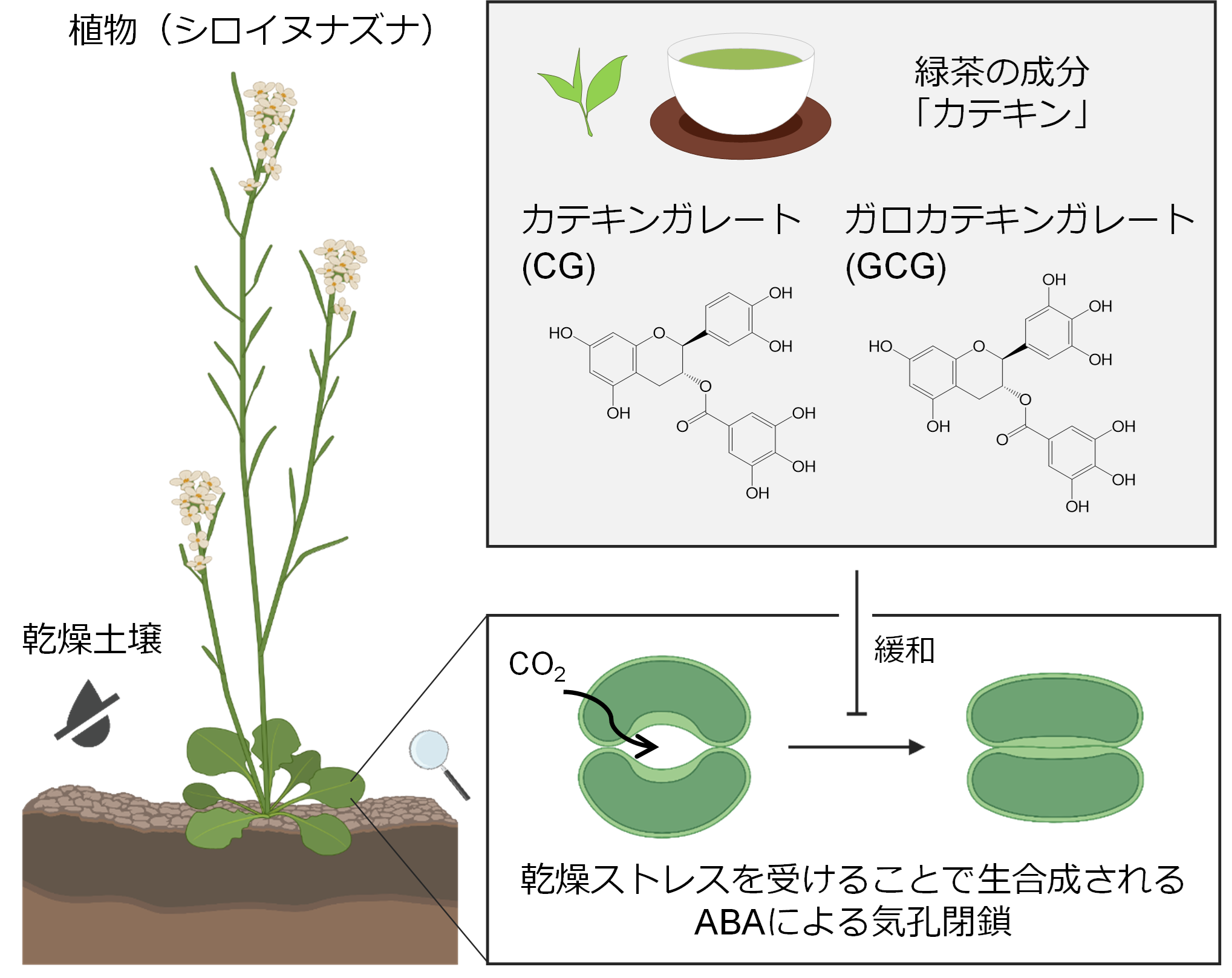 植物の乾燥適応経路を抑制する天然化合物の同定<br>- 緑茶で植物もストレスから開放される -