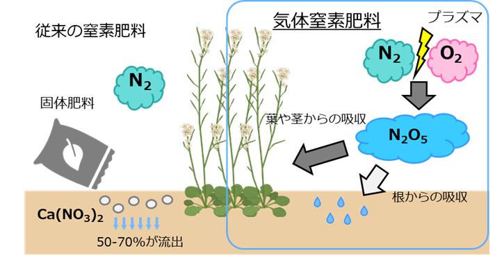 プラズマを利用した植物の気体窒素肥料生成