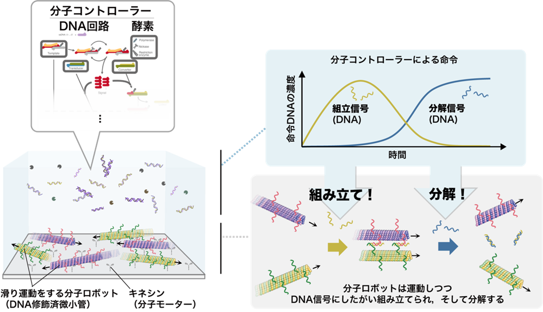 自分で集合と散開をする群体分子ロボットを開発