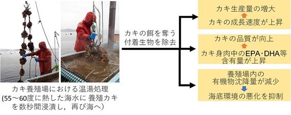 カキ漁師の知恵が一石三鳥の効果をうむ