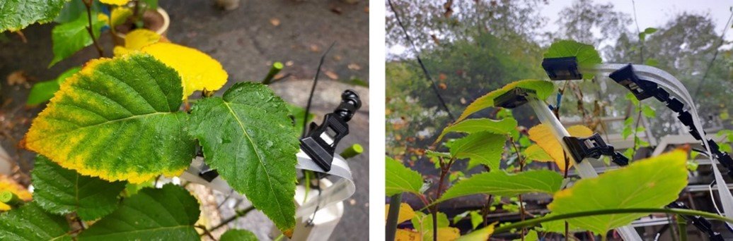 小型センサで植物を見守るスマート農業の新技術を開発