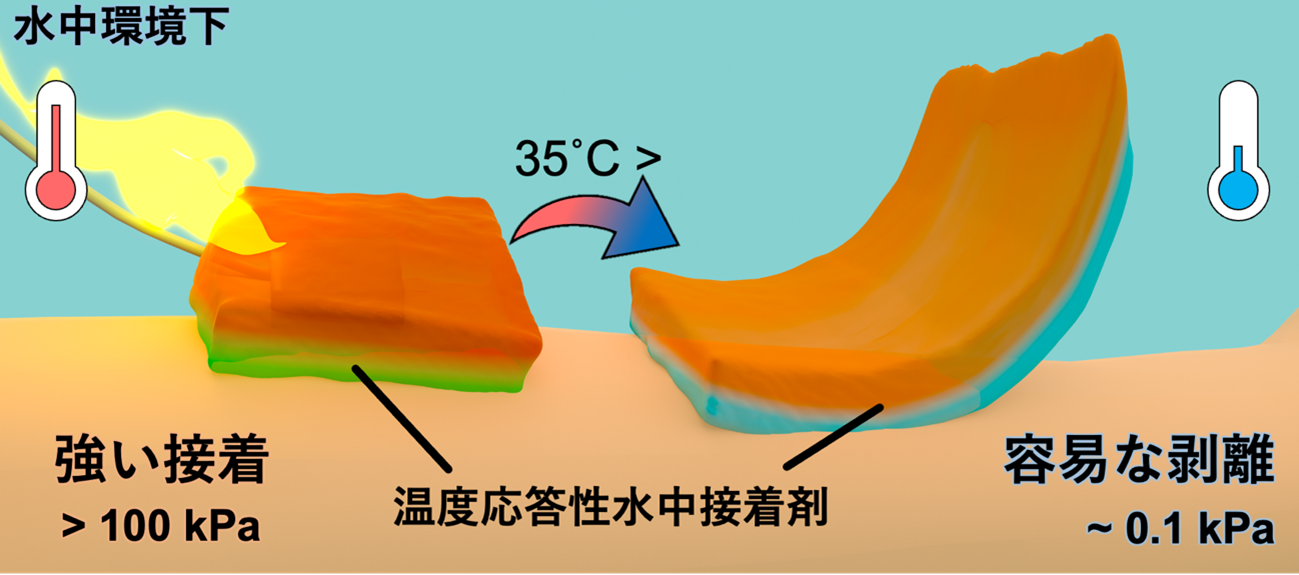 体温付近で接着力が1000倍変化する脱着可能な水中接着剤を開発