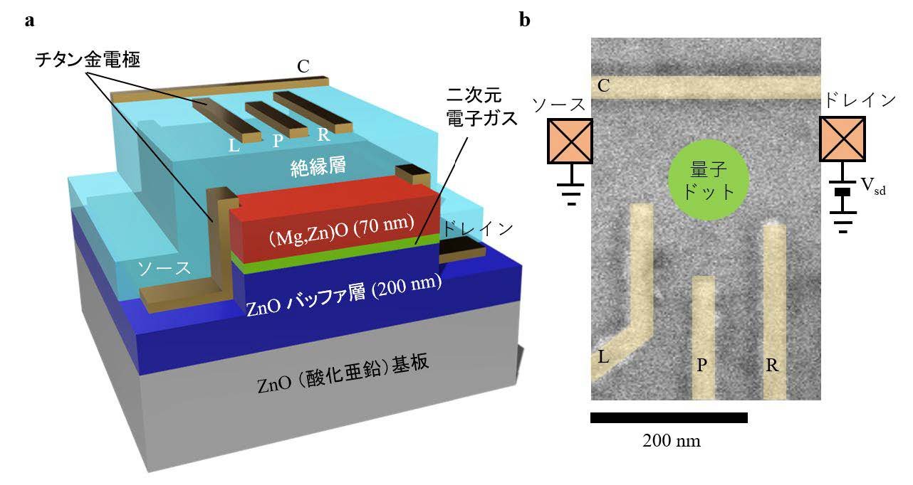 酸化亜鉛における電界制御量子ドット形成と量子多体効果観測を実現