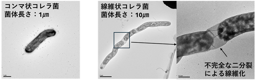 腸の特殊環境を乗り越えるカギとなるコレラ菌の形態変化