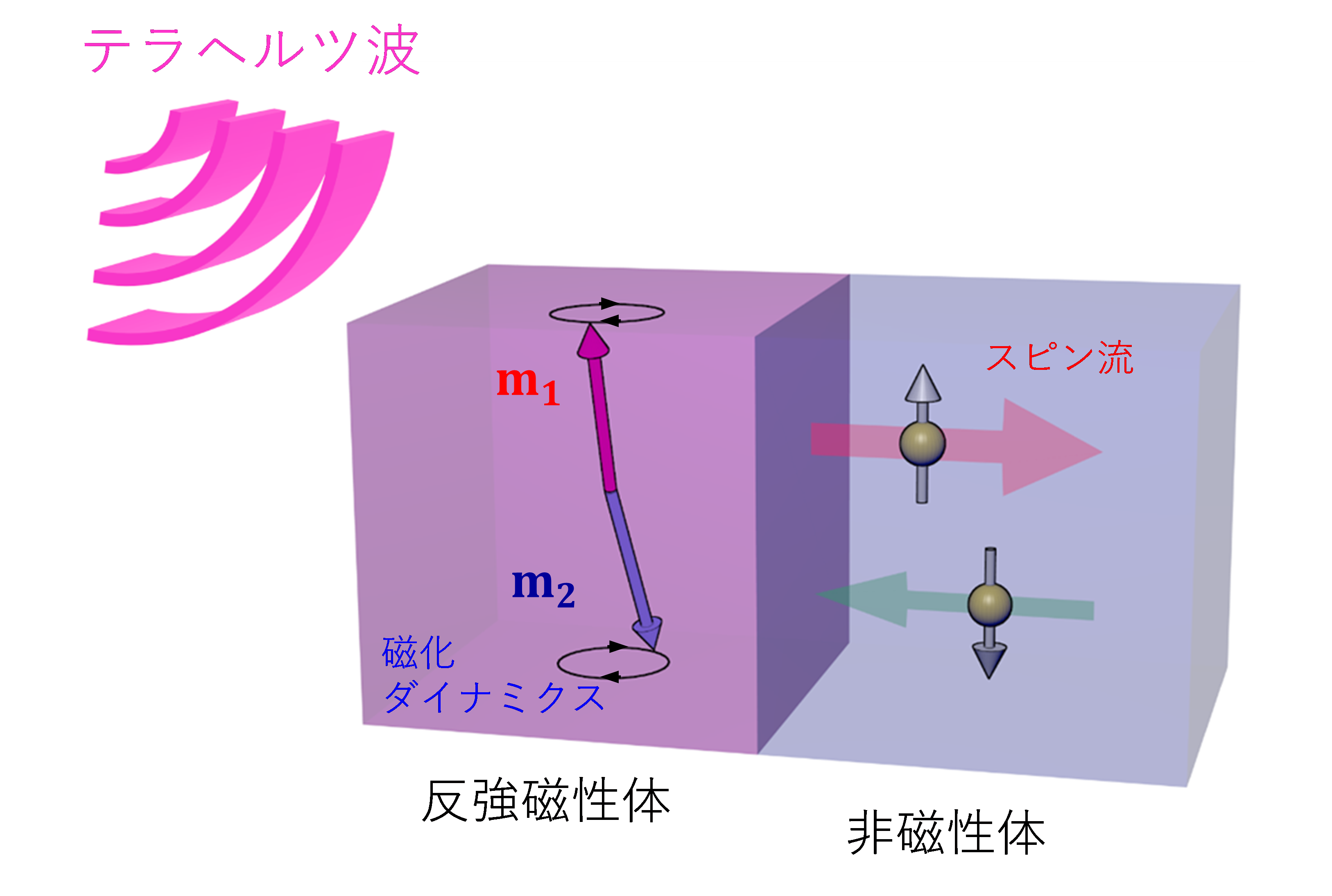 テラヘルツ波がスピン流に変換される機構を実証・解明