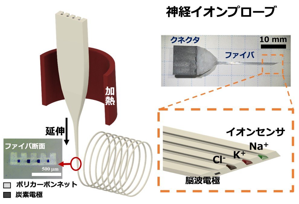 生体内で複数のイオン濃度を同時に計測できる新技術を開発