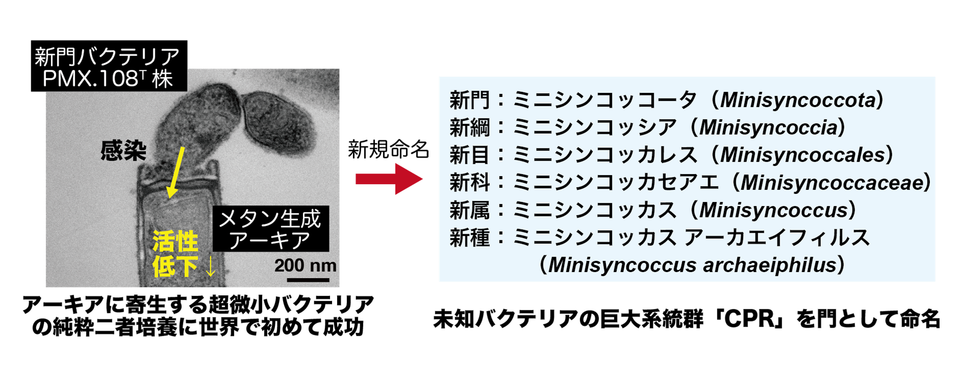 メタン生成アーキアに寄生するバクテリア