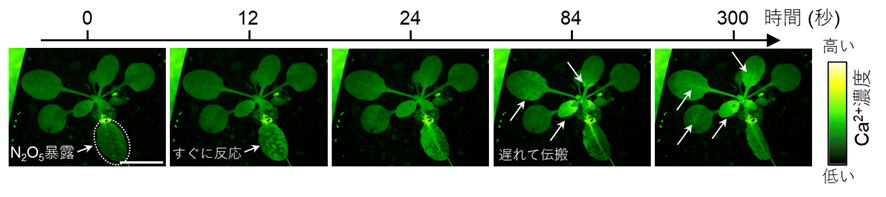N₂O₅ガスの作用機序を光るシロイヌナズナで解明