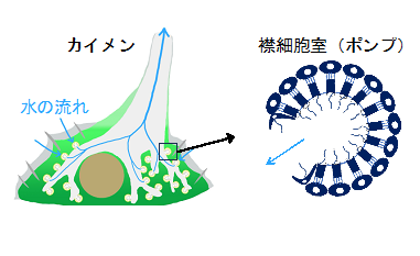 最古の多細胞動物の最適化されたポンプ機能を解明