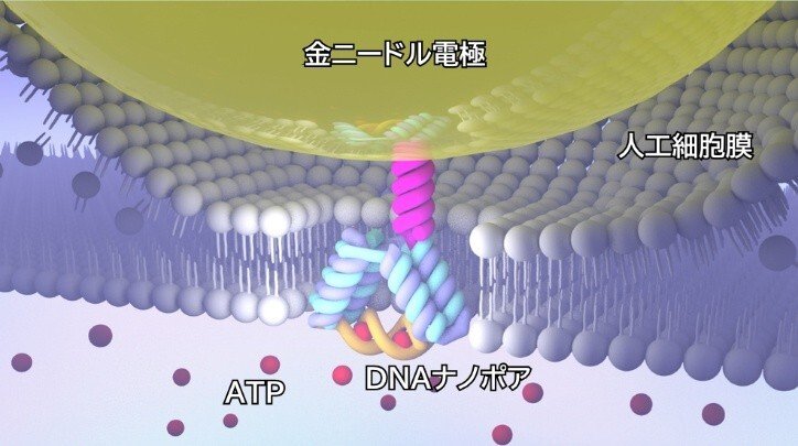 DNAナノポアセンサでオーダーメイドに分子を検出！