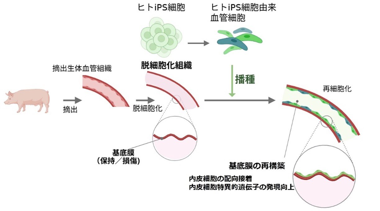脱細胞化血管の微細構造が細胞機能を誘導することを発見