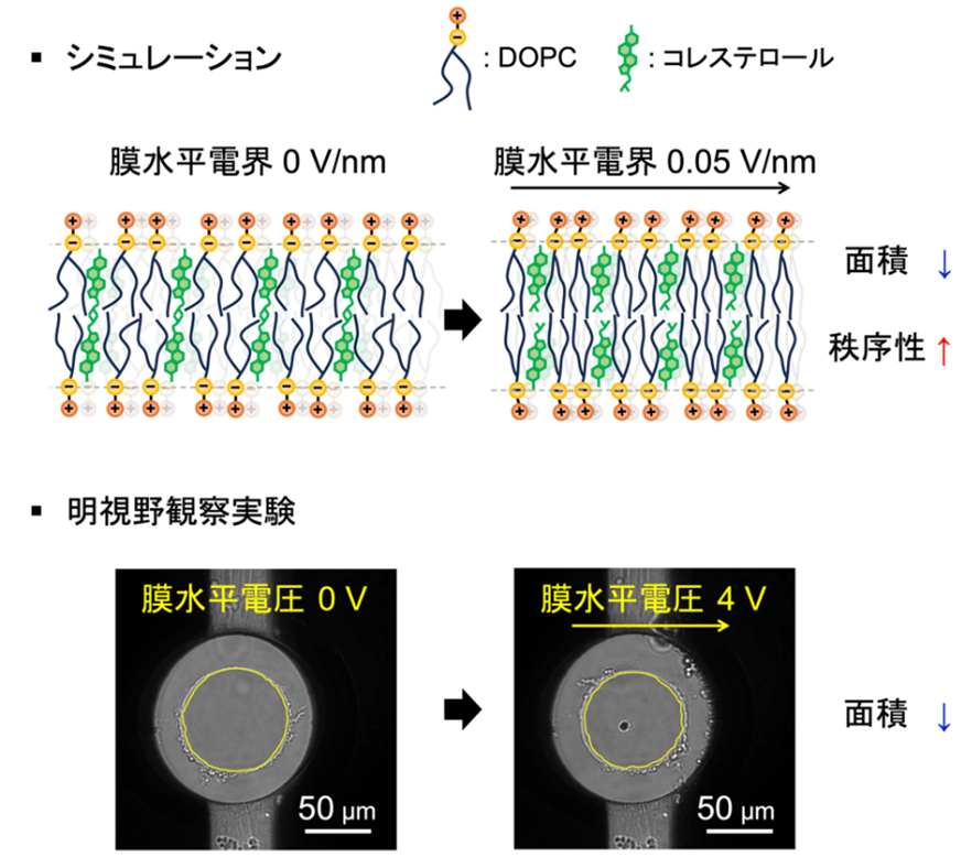 細胞膜の電気的応答に方向依存性（異方性）を発見