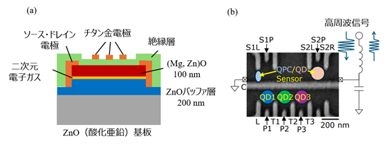 酸化亜鉛における電界制御三重量子ドット形成と量子セルオートマトン効果を観測