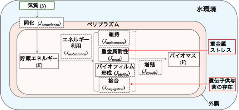 細菌と薬剤耐性拡散の関係理解に新たな道筋
