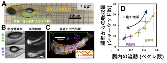 腸内のかき混ぜ（ぜん動）が栄養吸収を左右