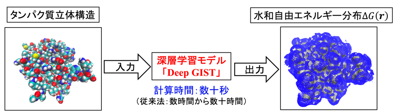深層学習によりタンパク質周辺の水和解析を実用速度に