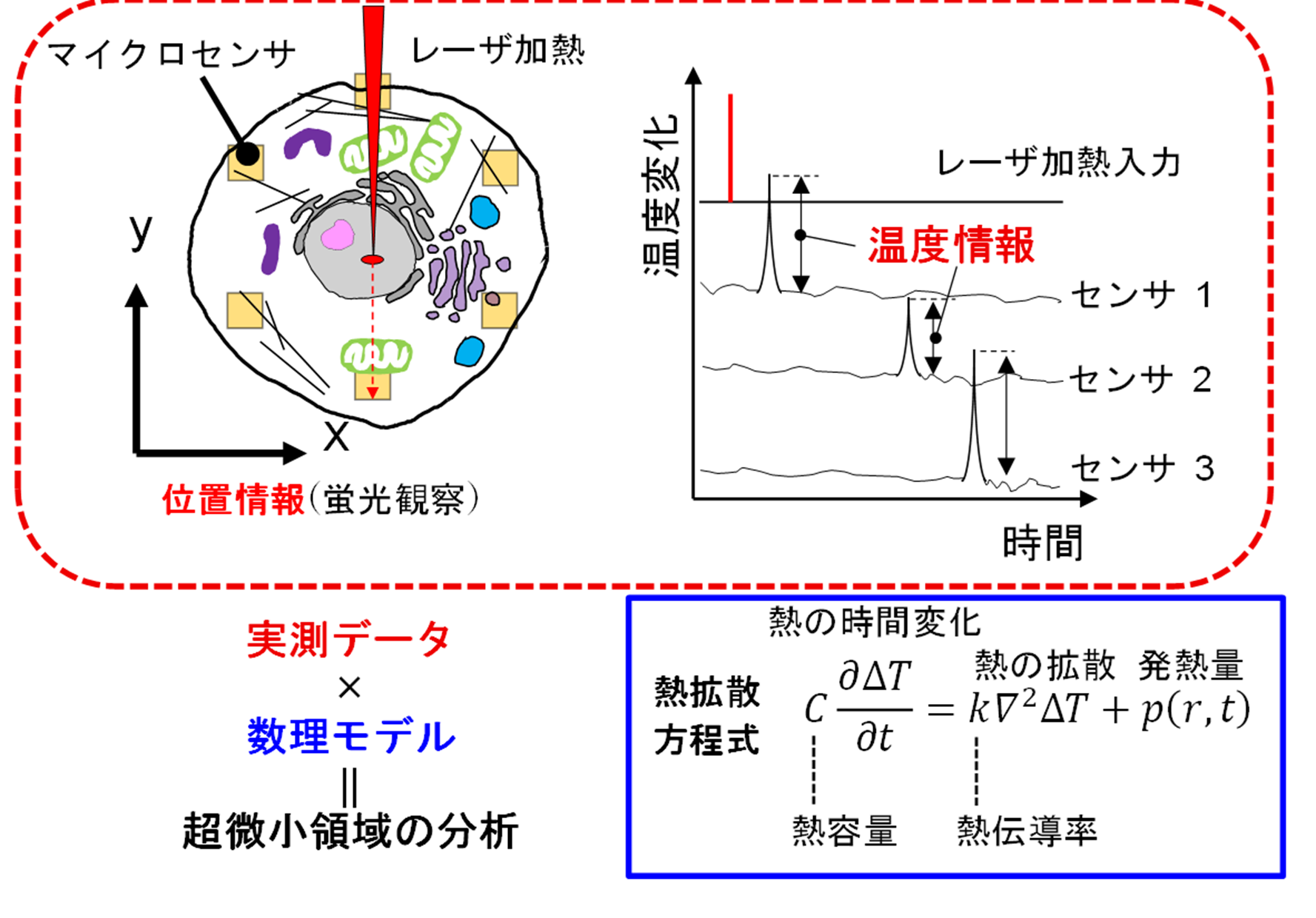細胞内小器官の熱伝導率を初めて定量化