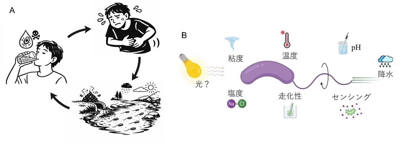 世界初！光で加速するコレラ菌