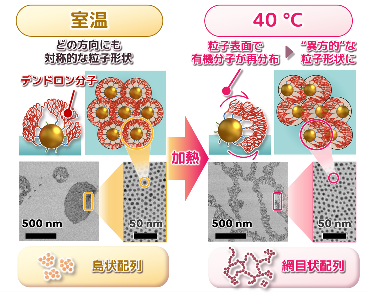 液体のように振る舞う金ナノ粒子！？