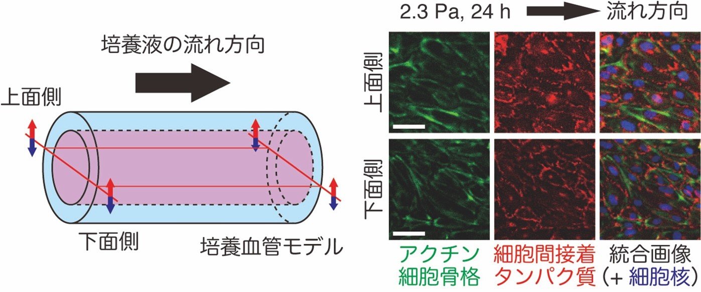 血管にかかる力を再現する三次元培養血管モデルを開発