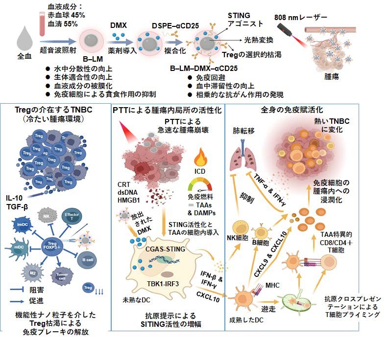 血液を「隠れ蓑」に使うナノ粒子で、最も治療困難な乳がんに挑む