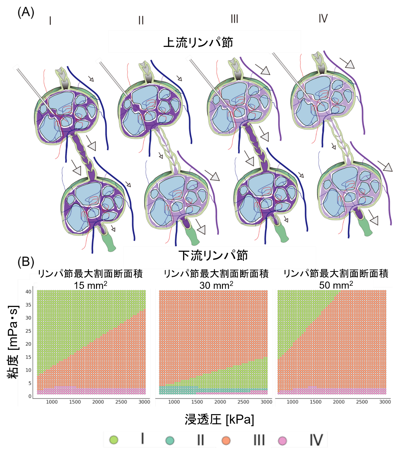 浸透圧・粘度・リンパ節サイズから最適なリンパ行性薬物送達法(LDDS)を予測