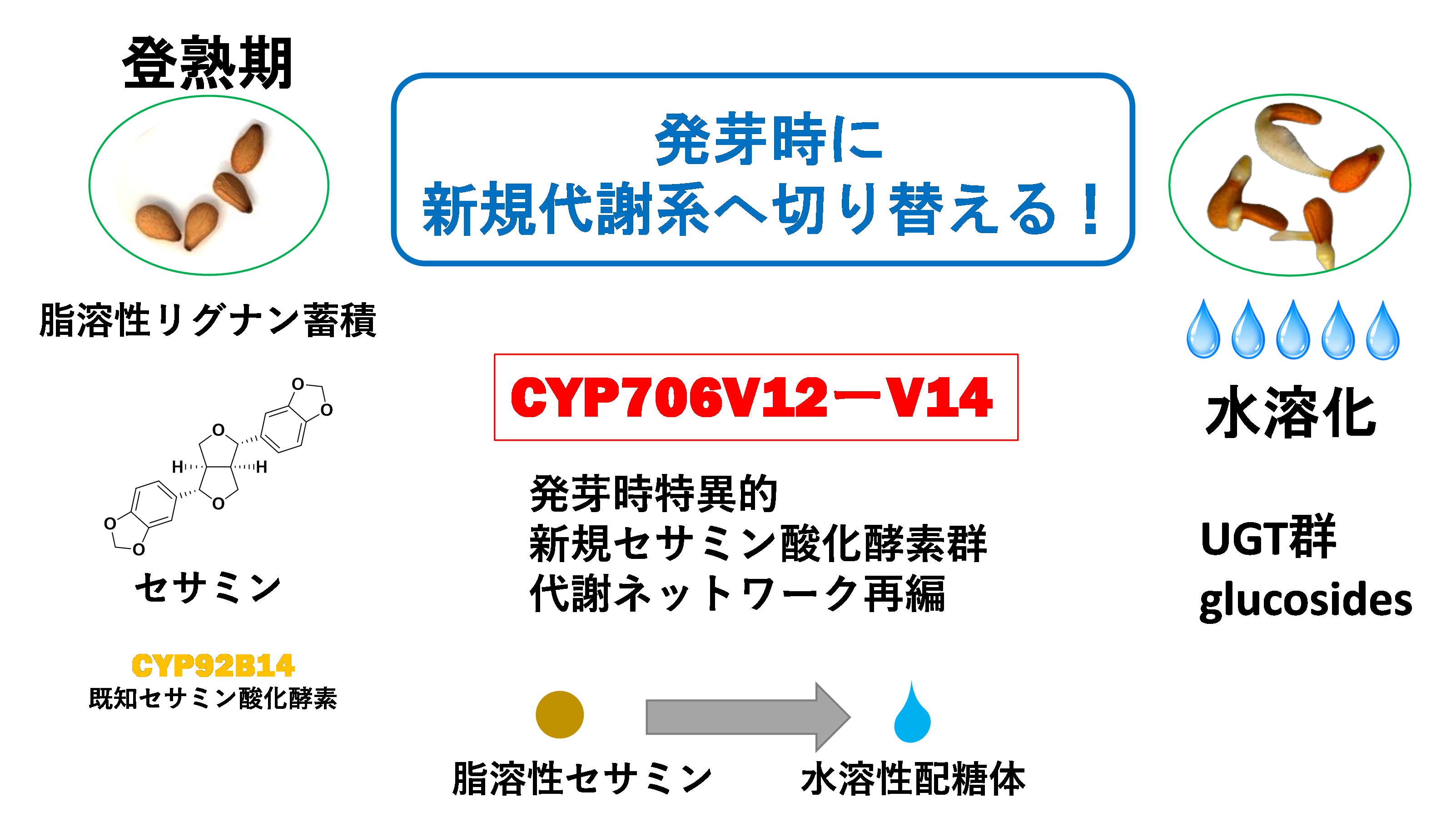発達段階に応じたリグナン代謝制御機構を解明