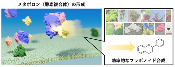 世界初、代謝の謎「メタボロン」の部分構造と機能を解明