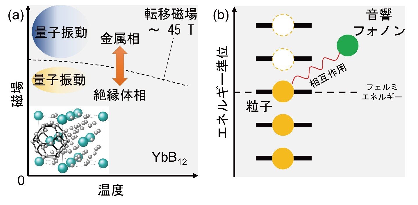 近藤絶縁体YbB₁₂における磁気音響量子振動の探索