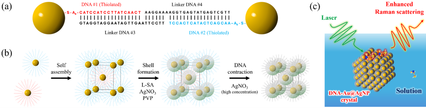 DNAでナノ粒子間の「隙間」を制御 微量分子を見逃しにくくする高感度分析結晶材料を開発！