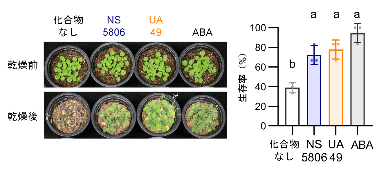 植物の乾燥耐性を向上させる化合物の開発