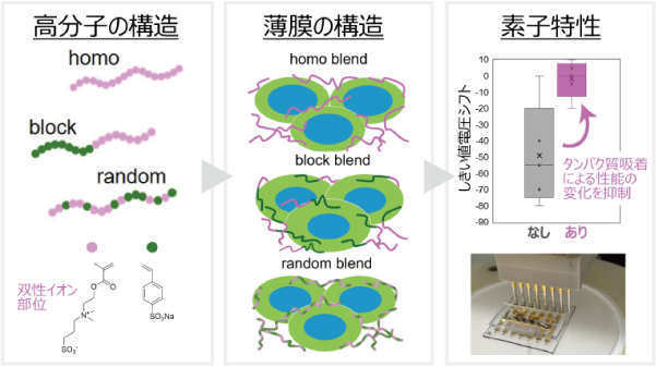 抗付着性の生体センサー用高分子材料を開発