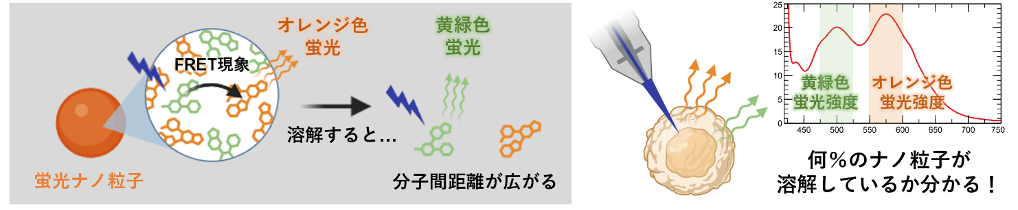 ナノ粒子が分解・溶解する過程を蛍光色の変化で可視化