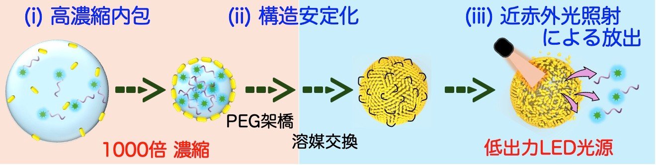 核酸を濃縮内包し、近赤外光放出する金ナノカプセルを開発