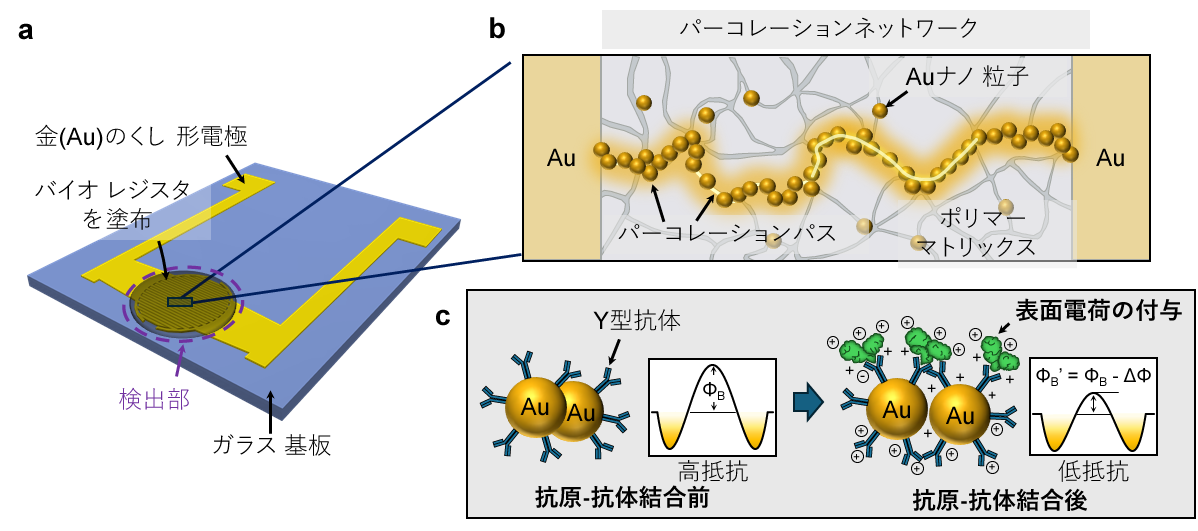 わずか30秒でタンパク質バイオマーカーを捉える新原理バイオセンサを開発