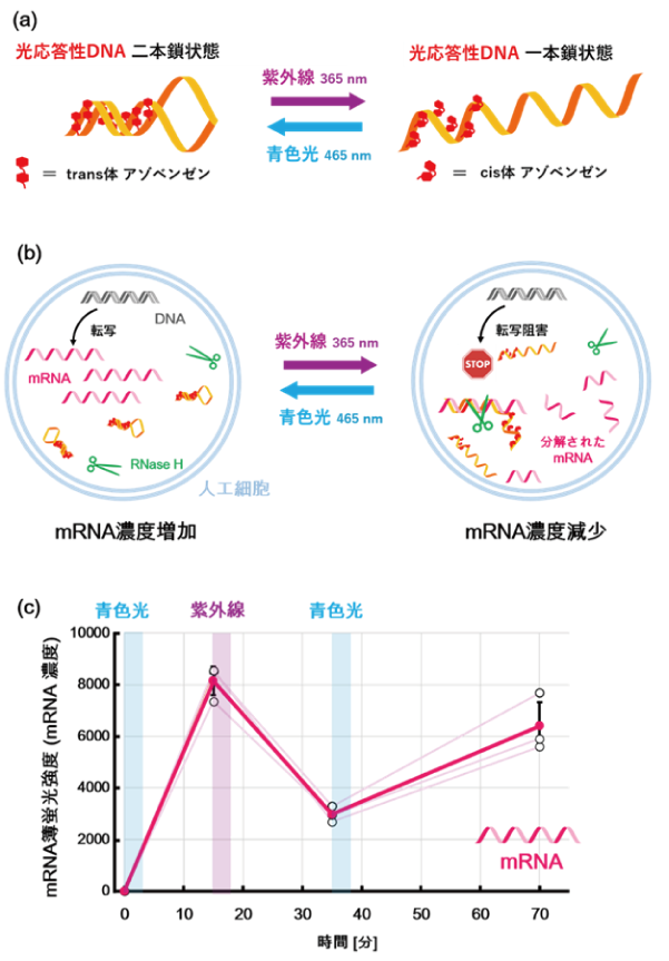 2色の光で人工細胞を制御