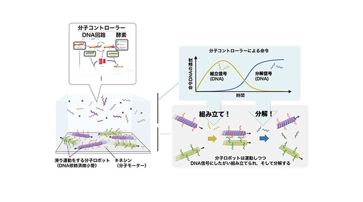 自分で集合と散開をする群体分子ロボットを開発