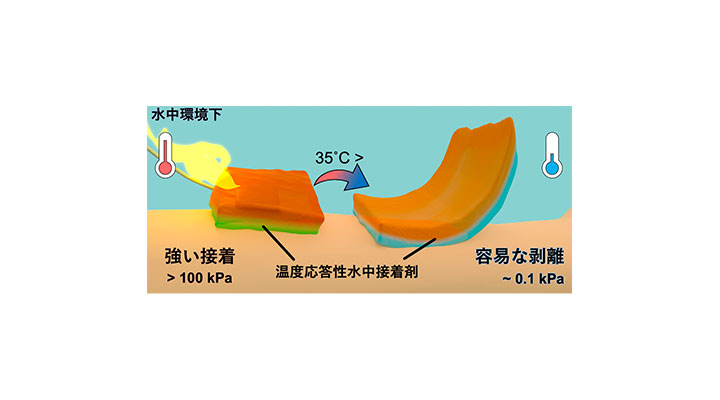 体温付近で接着力が1000倍変化する脱着可能な水中接着剤を開発