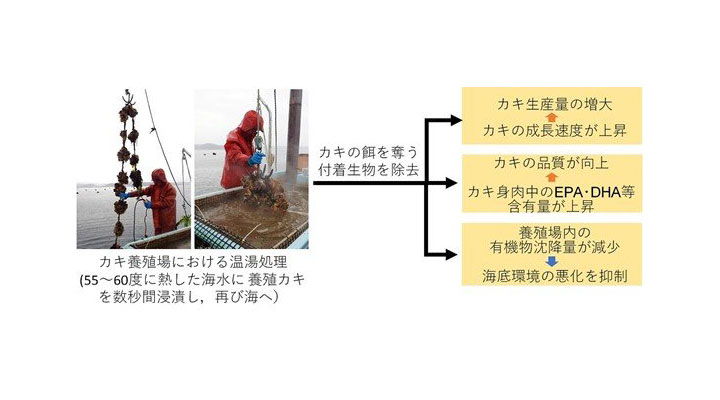 カキ漁師の知恵が一石三鳥の効果をうむ