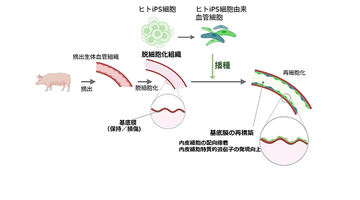 脱細胞化血管の微細構造が細胞機能を誘導することを発見