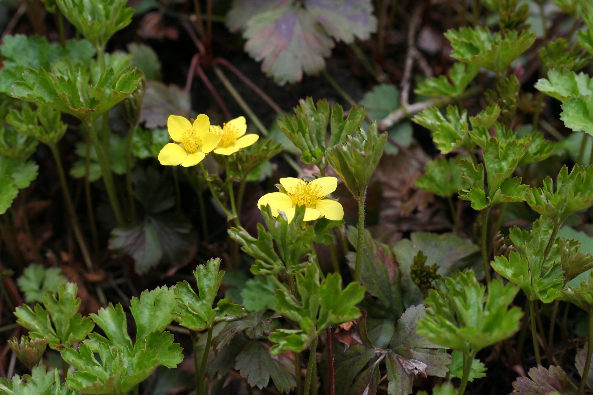 コキンバイ（バラ科）