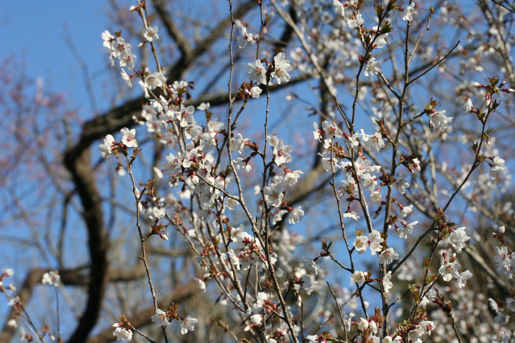 マメザクラ（バラ科）