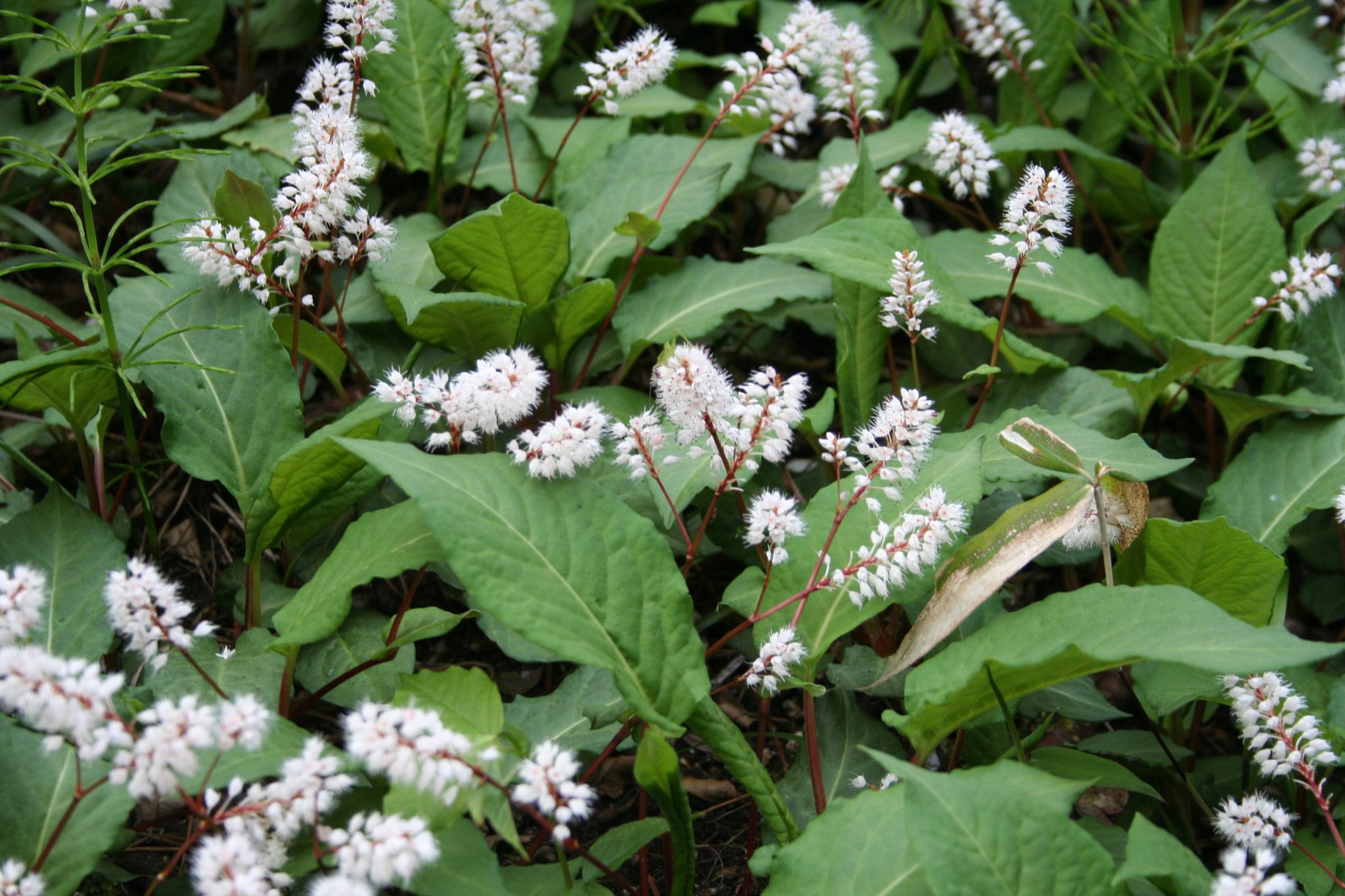 アブクマトラノオ（タデ科）