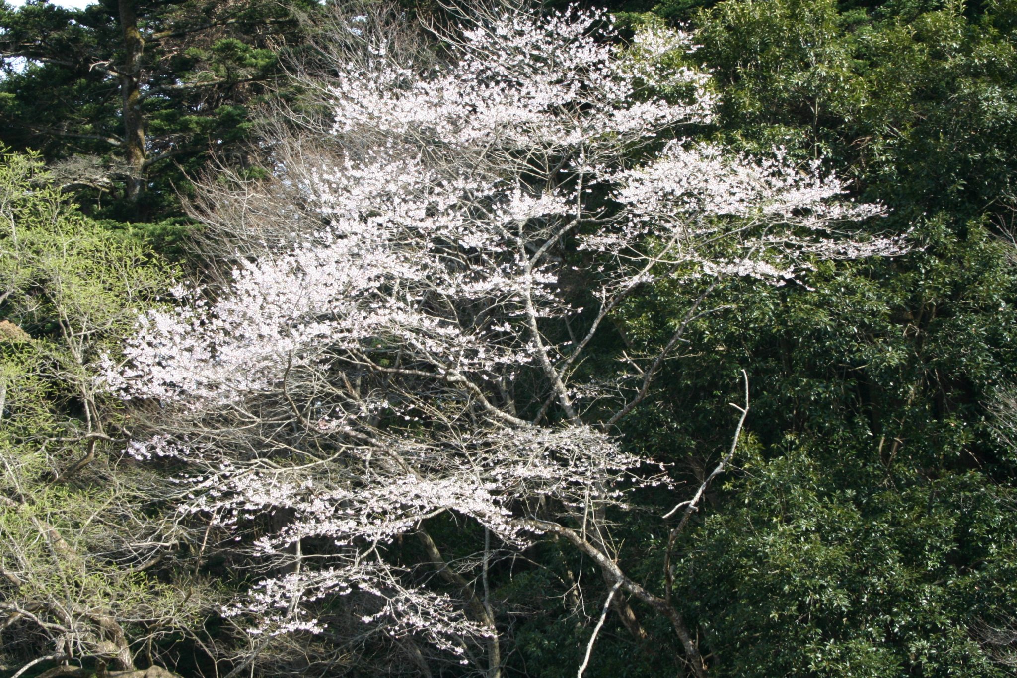 エドヒガン（バラ科）